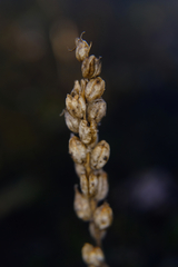 Castilleja victoriae