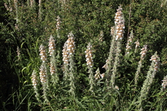 Digitalis lanata