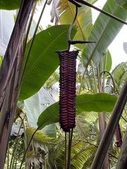 Heliconia mariae