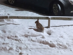 Lepus europaeus