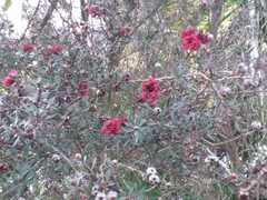 Leptospermum scoparium