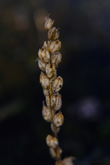 Castilleja victoriae