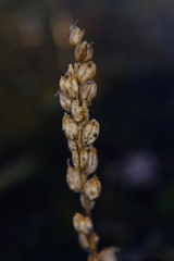 Castilleja victoriae