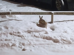 Lepus europaeus