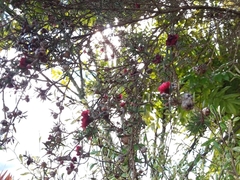 Leptospermum scoparium