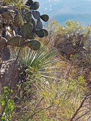 Agave multifilifera