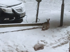 Lepus europaeus