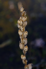 Castilleja victoriae