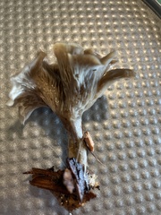 Clitocybe metachroa