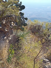 Agave multifilifera