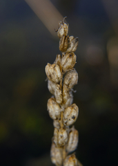 Castilleja victoriae