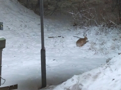 Lepus europaeus