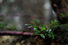 Buxus colchica