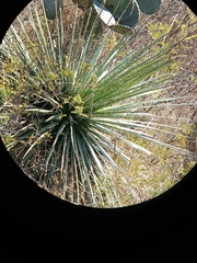 Agave multifilifera