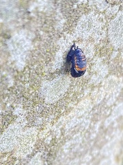 Harmonia axyridis