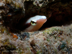 Aspidontus dussumieri