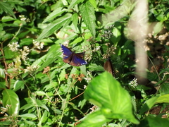 Euploea tulliolus koxinga