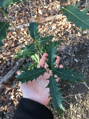 Osmanthus heterophyllus