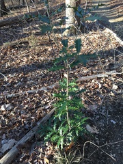 Osmanthus heterophyllus