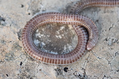 Blanus cinereus