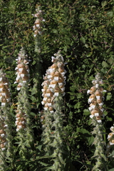 Digitalis lanata