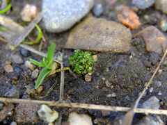 Sphaerocarpos texanus