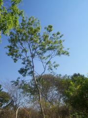 Thouinidium decandrum