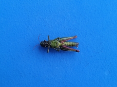 Melanoplus yarrowii