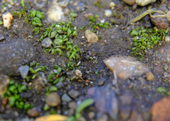 Sphaerocarpos texanus