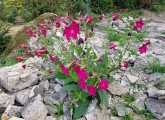 Nicotiana alata