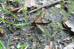 Tanyptera atrata