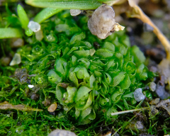 Sphaerocarpos texanus