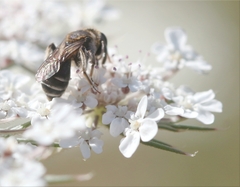 Andrena colletiformis