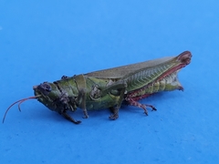 Melanoplus yarrowii
