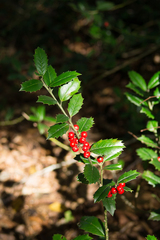 Ilex colchica