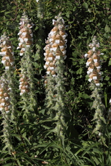 Digitalis lanata