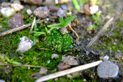 Sphaerocarpos texanus