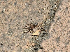Phrurolithus