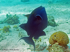 Pseudobalistes fuscus