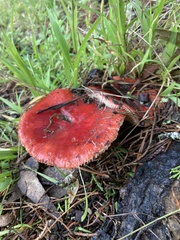 Russula californiensis