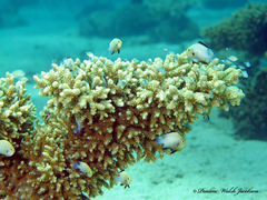 Dascyllus marginatus