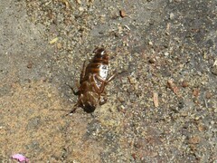 Poeciloblatta angusta