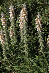 Digitalis lanata