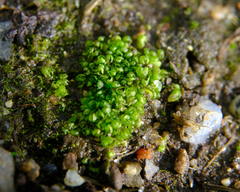 Sphaerocarpos texanus