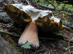 Boletus rubriceps