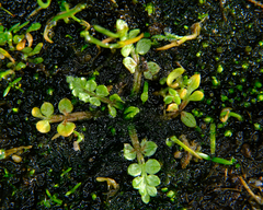 Limnanthes macounii