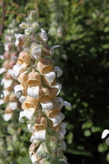 Digitalis lanata