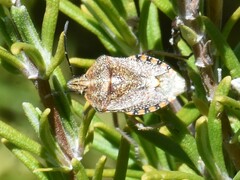 Agonoscelis versicoloratus