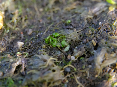 Sphaerocarpos texanus