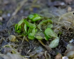 Sphaerocarpos texanus